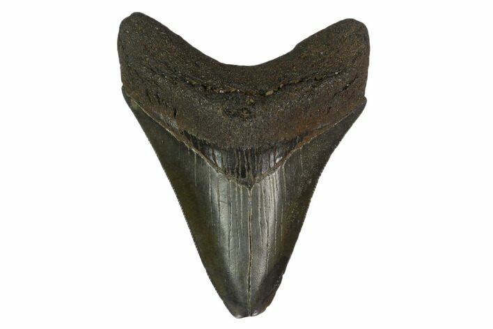 Fossil Megalodon Tooth - South Carolina #130752
